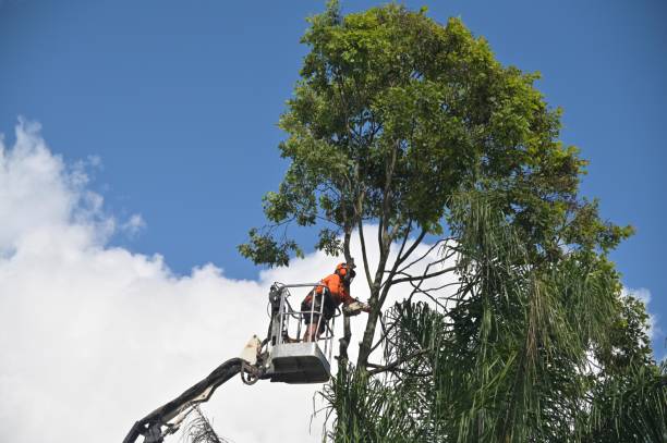 How Our Tree Care Process Works  in  Thorofare, NJ